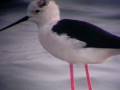 videos de Black-winged Stilts China May 2008