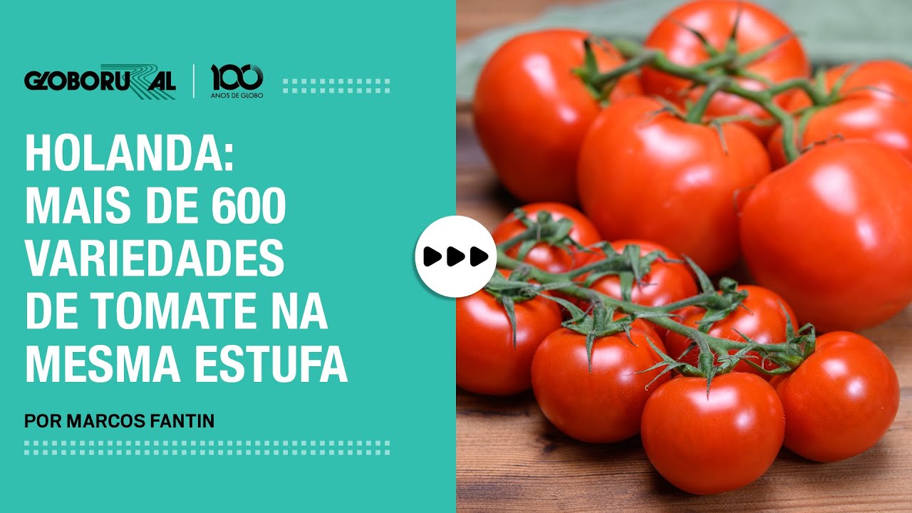 Conheça estufa com mais de 600 variedades de tomate na Holanda | Globo Rural