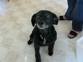 What do doggies say?