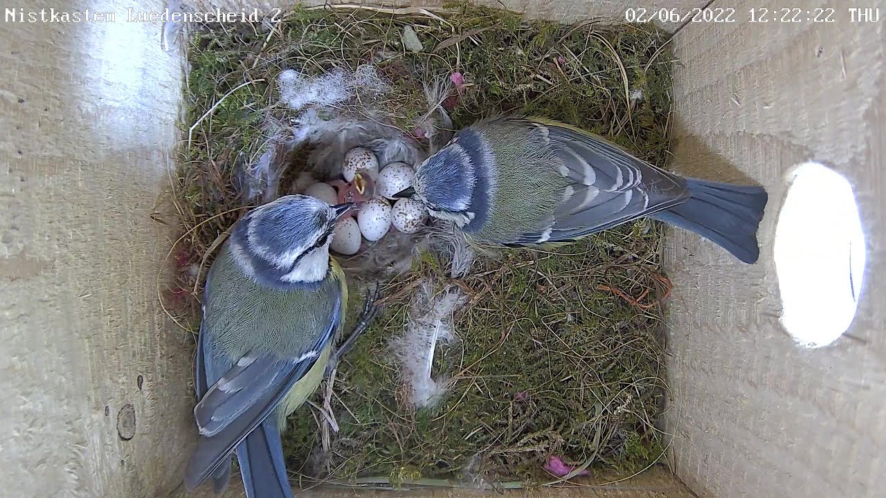 Das erste Küken bei den Blaumeisen ist da! | 02.06.2022