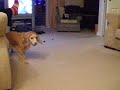 doggy drops the bomb