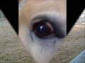 videos de WUPPIE; MYNMYN.