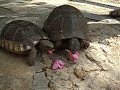 Babcia & turtles @ Marmaris Castle, Turkey Babcia & turtles @ Marmaris Castle, Turkey