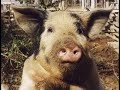 Kidz Klub Old McDonald Had A Farm Kidz Klub Old McDonald Had A Farm