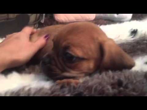 SO CUTE AND LITTLE PUGGLE FEMALE PUPPY!