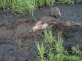 See Video