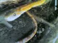 Serpiente Serpiente