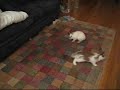Bunny binkies Bunny binkies