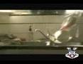 Piss Down- The Red Chipmunk Apparatus