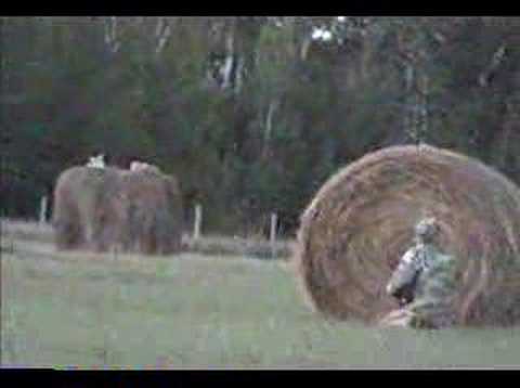 coyote Hunting