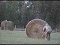 coyote Hunting