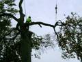 Beech tree - Crane removal