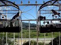 Cansan��o Vs Azinha