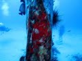 Corsair airplane Oahu Hawaii scuba diving- HA