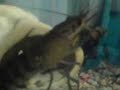 Our crayfish Dex who is 5