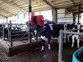 Click here to watch this video New cow brush