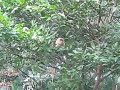 Monkeys invade Breakfast