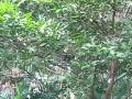 videos de Monkeys invade Breakfast