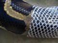 python-shedding-clos