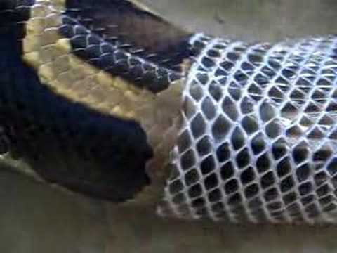 how to care python leather