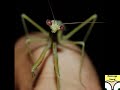 Royalty Free Sounds (Crickets)