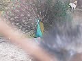 MVI_3776.avi