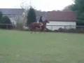 videos de IrishVerse