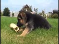 Щенки немецкой овчарки