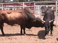 rodeo bulls    killers or gentle giants?