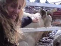 Rodeo Bulls -- Killers, or Gentle Giants?