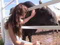rodeo bulls    killers or gentle giants?