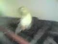 emma flyin doon stairs pissed emma flyin doon stairs pissed