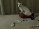Mini doing tricks (Flip Video Ultra test) Mini doing tricks (Flip Video Ultra test)