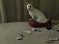 Mini doing tricks (Flip Video Ultra test)