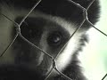 Delu the Baby Colobus Monkey Delu the Baby Colobus Monkey