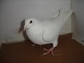 good looking racing pigeons good looking racing pigeons