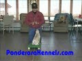 Puppy Training Starting Casting, Verbal marker and reward Puppy Training Starting Casting, Verbal marker and reward