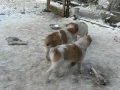 12 weeks old CAO puppies