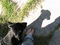 Cat and Dog