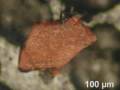9/11 - The Loaded Gun - Red/Grey Nanothermite Chips