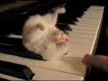 Hampster On A Piano