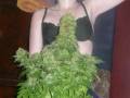 BIG BUDDAH CHEESE WEED MEDICINAL HERB!!!!!
