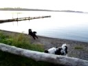 Baxter and Bart Romp on the Beach