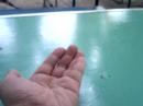 a sparrow