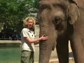the-asian-elephant-reproduction.html