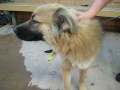 A1062719 sweet 1-year Shepherd-Chow boy