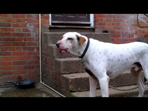 bully kutta