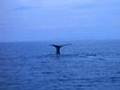 whale watching