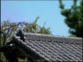 未確認飛行物体？