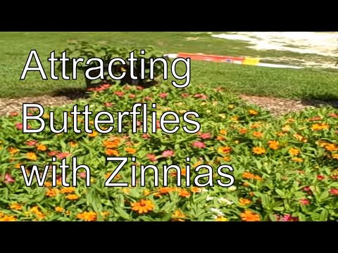 how to grow zinnias in a containers